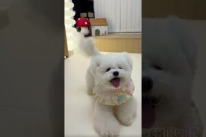 cute puppies funny moment cute overload ❤️#hellomochi #shorts #dog #funnydogs #funnyanimals #bichon