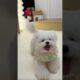 cute puppies funny moment cute overload ❤️#hellomochi #shorts #dog #funnydogs #funnyanimals #bichon