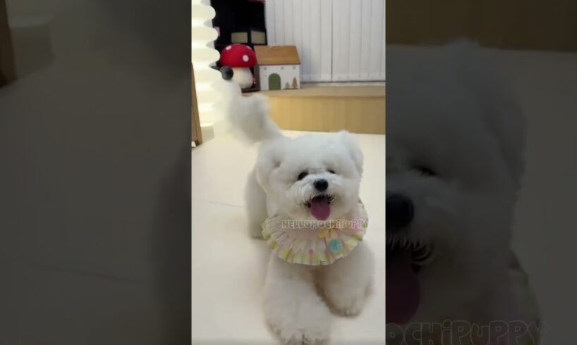 cute puppies funny moment cute overload ❤️#hellomochi #shorts #dog #funnydogs #funnyanimals #bichon