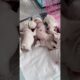 Cute Puppies Playing With Mama #cutepuppy #puppy #doglovers