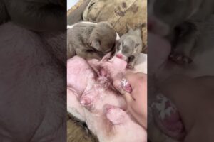 Cute Puppies Drinking Breast Milk #cutepuppy #puppy #doglovers