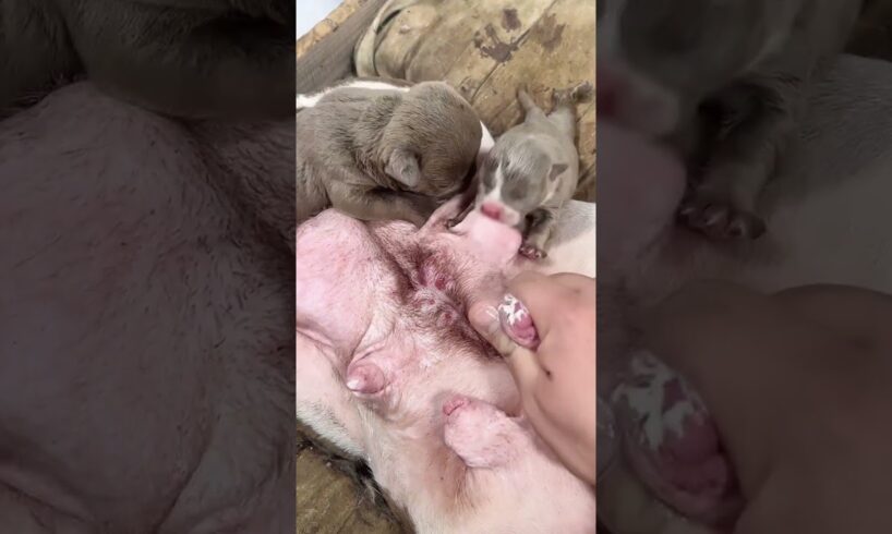 Cute Puppies Drinking Breast Milk #cutepuppy #puppy #doglovers