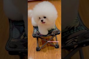 cute puppies funny moment cute overload ❤️#hellomochi #shorts #dog #funnydogs #funnyanimals #bichon