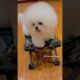 cute puppies funny moment cute overload ❤️#hellomochi #shorts #dog #funnydogs #funnyanimals #bichon