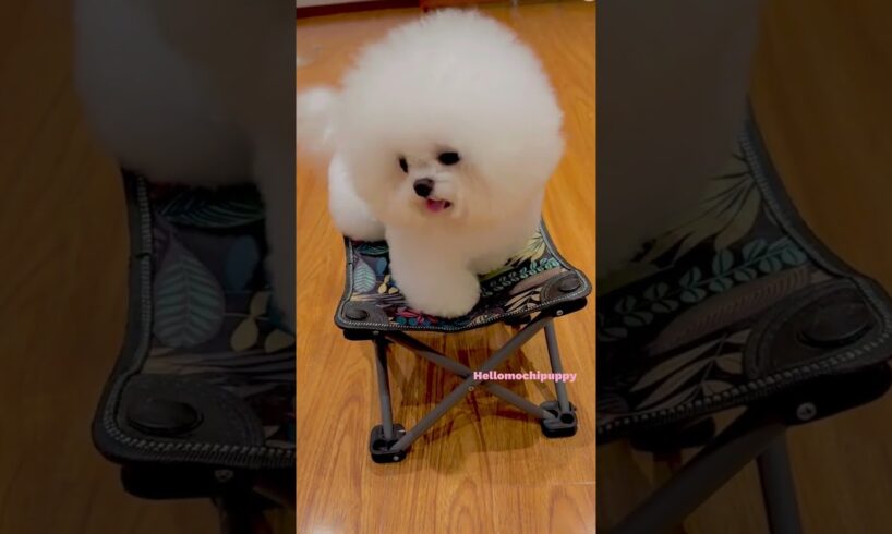 cute puppies funny moment cute overload ❤️#hellomochi #shorts #dog #funnydogs #funnyanimals #bichon