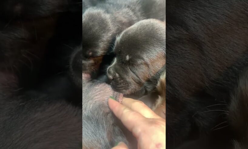 Cute Puppies Drinking Breast Milk #cutepuppy #puppy #doglovers