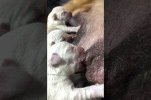 Cute Puppies Drinking Breast Milk #cutepuppy #puppy #doglovers