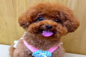 Cute Dog Collection, The World’s Cutest Puppies #dog #puppies #puppy #video #cute #cutest