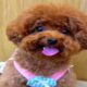 Cute Dog Collection, The World’s Cutest Puppies #dog #puppies #puppy #video #cute #cutest