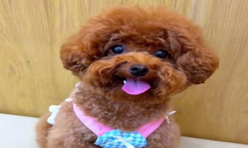 Cute Dog Collection, The World’s Cutest Puppies #dog #puppies #puppy #video #cute #cutest