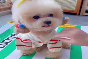 Cute Dog Collection, The World’s Cutest Puppies #dog #puppies #puppy #video #cute #cutest