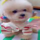 Cute Dog Collection, The World’s Cutest Puppies #dog #puppies #puppy #video #cute #cutest