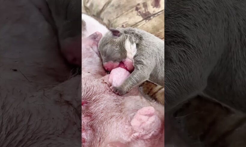 🐶🥛cute Puppies Drinking Breast Milk #cutepuppy #puppy #doglovers