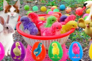 Catch Cute Chickens, Colorful Chickens, Rainbow Chicken, Rabbits, Cute Cats,Ducks,Animals Cute #67