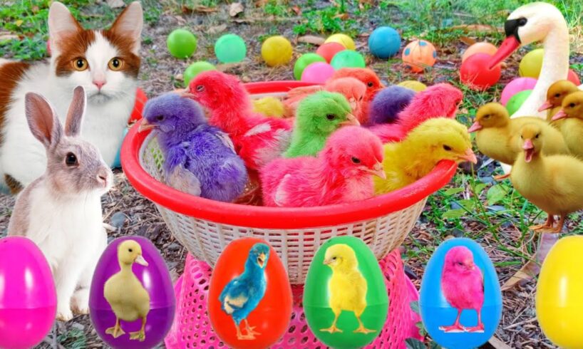 Catch Cute Chickens, Colorful Chickens, Rainbow Chicken, Rabbits, Cute Cats,Ducks,Animals Cute #67