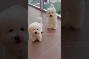 cute puppies funny moment cute overload ❤️#hellomochi #shorts #dog #funnydogs #funnyanimals #bichon