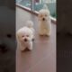 cute puppies funny moment cute overload ❤️#hellomochi #shorts #dog #funnydogs #funnyanimals #bichon