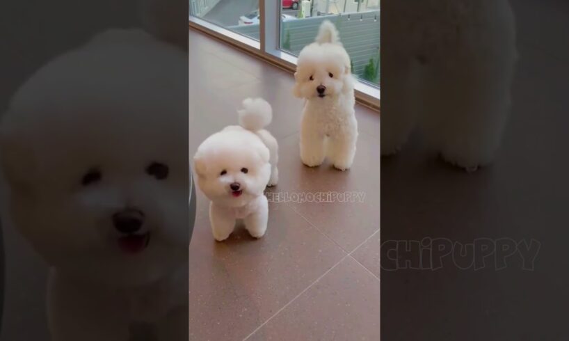 cute puppies funny moment cute overload ❤️#hellomochi #shorts #dog #funnydogs #funnyanimals #bichon