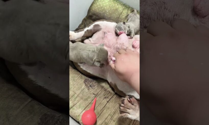 Cute Puppies Drinking Breast Milk #cutepuppy #puppy #doglovers