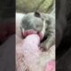 Cute Puppies Drinking Breast Milk #cutepuppy #puppy #doglovers