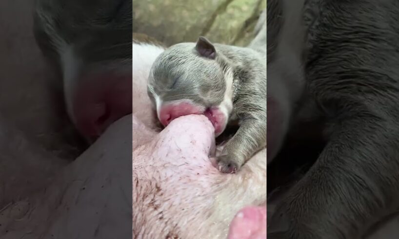 Cute Puppies Drinking Breast Milk #cutepuppy #puppy #doglovers