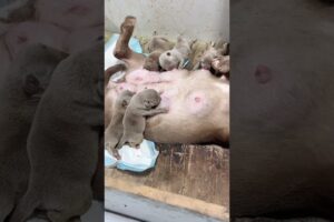 Cute Puppies Drinking Breast Milk #cutepuppy #puppy #doglovers