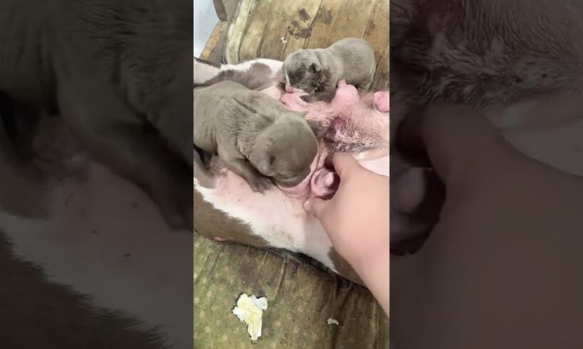 Cute Puppies Drinking Breast Milk #cutepuppy #puppy #doglovers