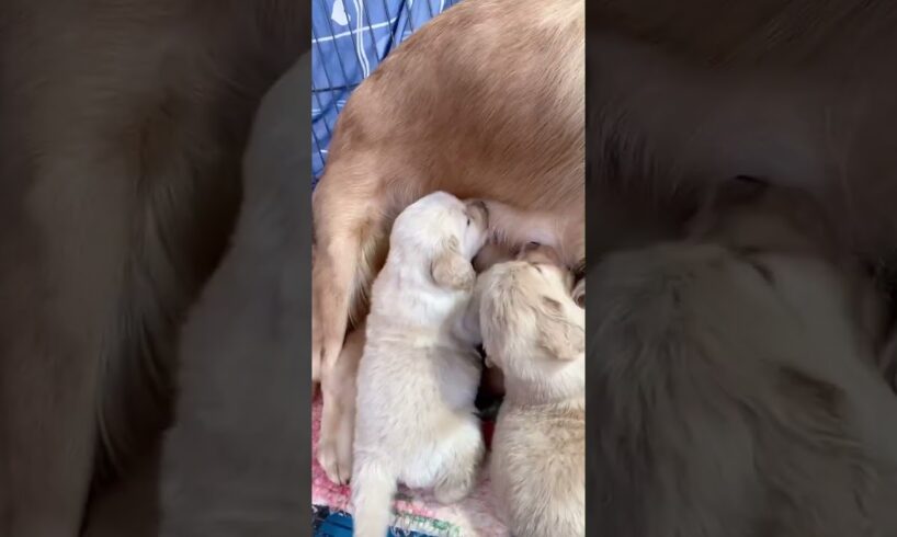 Cute Puppies Drinking Breast Milk #cutepuppy #puppy #doglovers