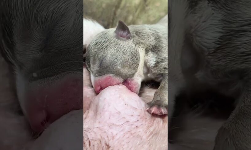 Cute Puppies Drinking Breast Milk #cutepuppy #puppy #doglovers