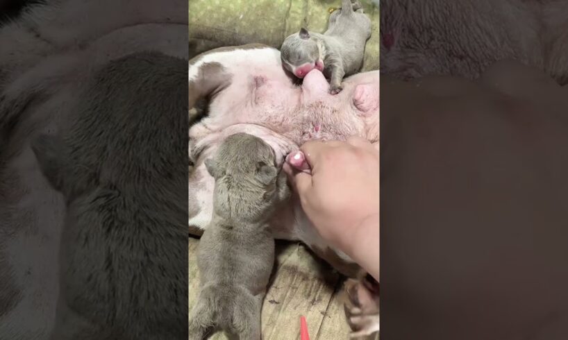 Cute Puppies Drinking Breast Milk #cutepuppy #puppy #doglovers