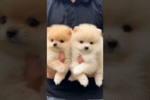 cute puppies funny moment cute overload ❤️#hellomochi #shorts #dog #funnydogs #funnyanimals #bichon