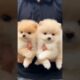 cute puppies funny moment cute overload ❤️#hellomochi #shorts #dog #funnydogs #funnyanimals #bichon