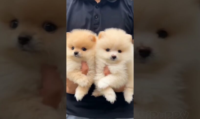 cute puppies funny moment cute overload ❤️#hellomochi #shorts #dog #funnydogs #funnyanimals #bichon