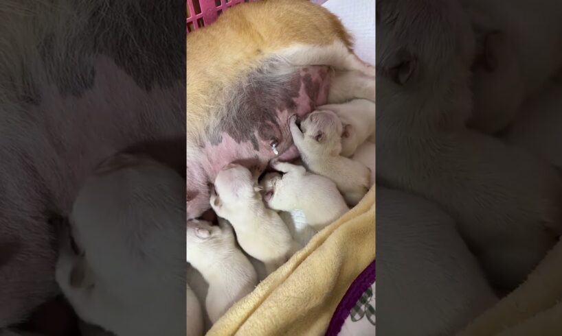 Cute Puppies Drinking Breast Milk #cutepuppy #puppy #doglovers