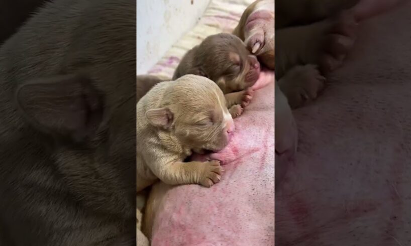 Cute Puppies Drinking Breast Milk #cutepuppy #puppy #doglovers