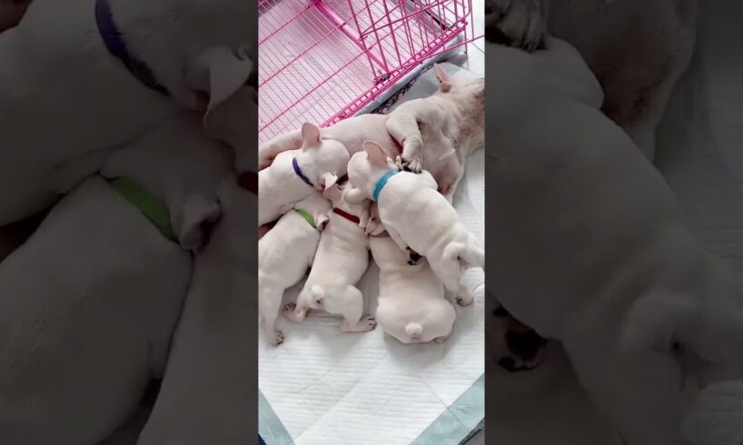 Cute Puppies Drinking Breast Milk #cutepuppy #puppy #doglovers