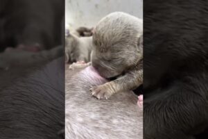 Cute Puppies Drinking Breast Milk #cutepuppy #puppy #doglovers