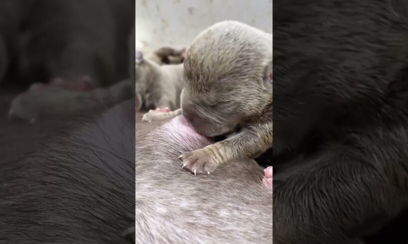 Cute Puppies Drinking Breast Milk #cutepuppy #puppy #doglovers