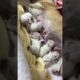 Cute Puppies Drinking Breast Milk #cutepuppy #puppy #doglovers