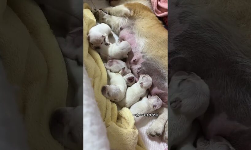 Cute Puppies Drinking Breast Milk #cutepuppy #puppy #doglovers