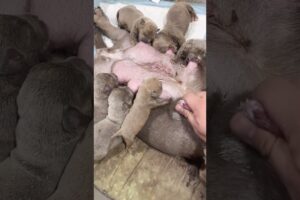 Cute Puppies Drinking Breast Milk #cutepuppy #puppy #doglovers