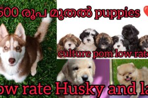 2500 രൂപയ്ക്ക്  cute puppies ❤️😇low rate Husky 💥#2500 #lowrate #sale #puppy #kerala #dogs #petsale