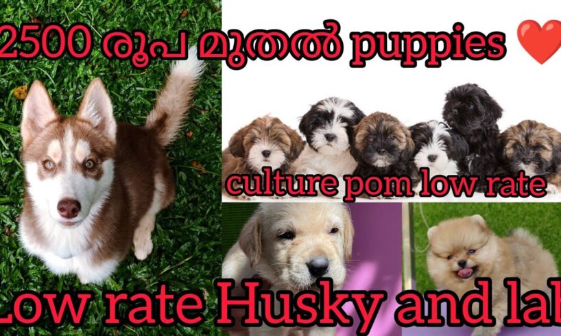 2500 രൂപയ്ക്ക്  cute puppies ❤️😇low rate Husky 💥#2500 #lowrate #sale #puppy #kerala #dogs #petsale