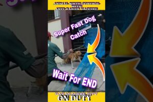 25M Views Fast Running Dog catch 💕 । #viral #shorts #rescue #dog