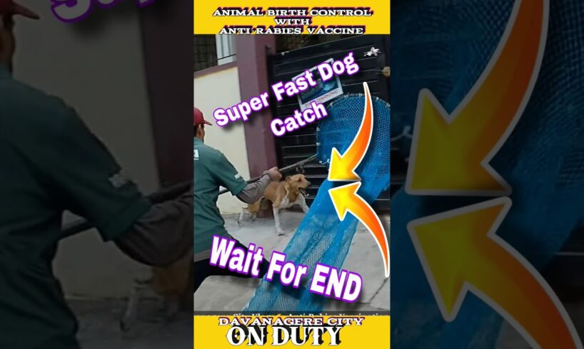 25M Views Fast Running Dog catch 💕 । #viral #shorts #rescue #dog