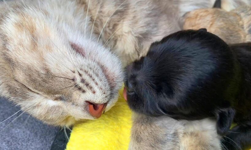 3 cute puppies growing (14-21 days): A kitten helps the mom dog with her pups. 🐕🐱🐶❤