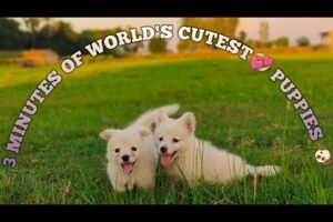 3 minutes of adorable little cutest puppies🐶 in the world 🌎 // @Therajdogarmyktr #youtube #puppy #love💞