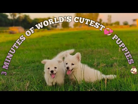 3 minutes of adorable little cutest puppies🐶 in the world 🌎 // @Therajdogarmyktr #youtube #puppy #love💞