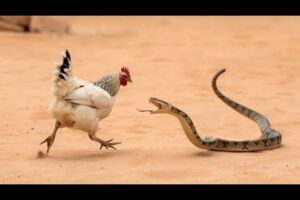 30 Angry Animals Messed With The Wrong Opponent | animal fights to the death | animal fights