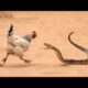 30 Angry Animals Messed With The Wrong Opponent | animal fights to the death | animal fights